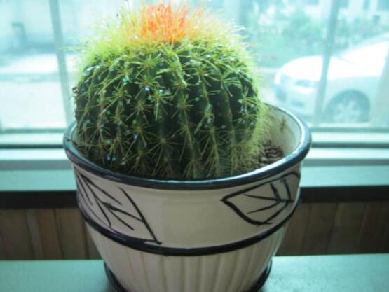 仙人球用什么土養(yǎng)好，兩份壤土兩份腐葉土三份粗沙進(jìn)行配置