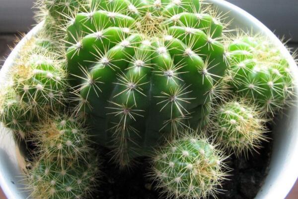 仙人球上長(zhǎng)小球怎么辦