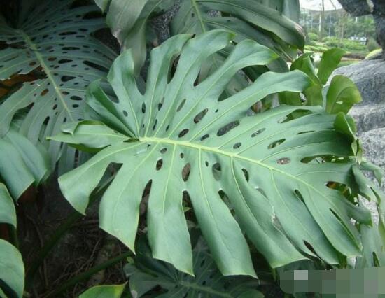 龜背竹用高盆還是矮盆，建議以高盆養(yǎng)殖最佳(紫砂盆)