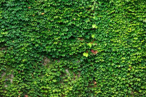 常青藤的養(yǎng)殖方法，養(yǎng)殖常春藤的五個(gè)技巧