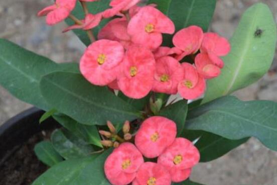 虎刺梅的繁殖方法，教你兩種最常用的繁殖方法(扦插與組培)