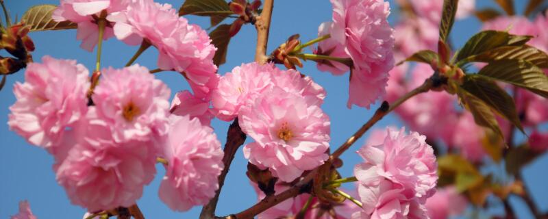 櫻花是什么樹(shù)的花