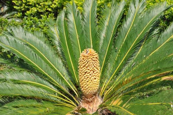 蘇鐵有哪些品種，常見蘇鐵品種介紹