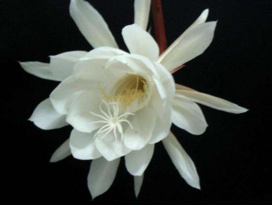 新鮮曇花怎么吃，泡茶喝最為簡單食用(價值高)