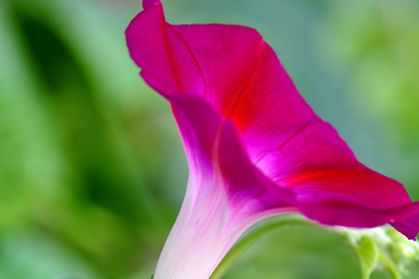 牽?；槭裁床荒軡埠芏嗨? src="/nongchan/d/file/20201223/x4xgwq23qzv.jpg" / data-4gMX="9l03SN"></p>
<p data-uqFm="vvAQh6">
	牽牛花不能澆很多水的原因是，如果澆水過多的話，土壤內(nèi)就會(huì)產(chǎn)生積水，這樣牽?；ň蜁?huì)出現(xiàn)爛根的現(xiàn)象，而牽牛花的生長(zhǎng)需要通過根系來吸收養(yǎng)分和水分，它爛根后就無法吸收水分和養(yǎng)分，最終牽?；ň蜁?huì)枯萎死亡。</p>
<p data-bIJH="Vy4b7E">
	<strong data-UejB="D4m2ih">2、澆水方法</strong></p>
<p data-ftc8="BzbTnI">
	<img alt=