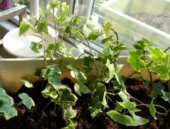 常春藤扦插步驟圖解，老農(nóng)總結(jié)六點(diǎn)最最簡易的基本步驟