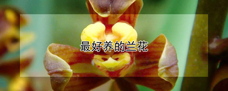 最好養(yǎng)的蘭花