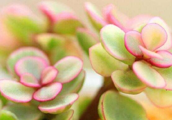 雅樂之舞如何變粉，五個小妙招教你變得粉紅