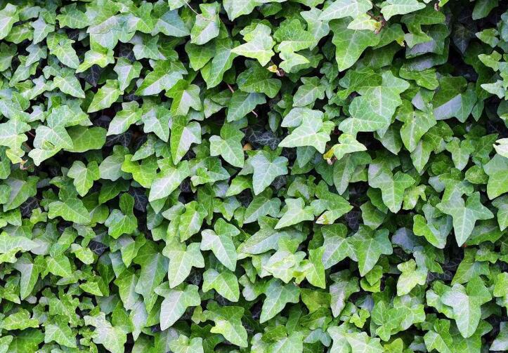 常春藤有毒嗎，有毒但是也有很大的藥用價值