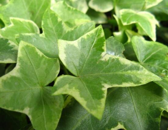 常青藤哪個品種最好，每個品種富有獨(dú)具一格(無好壞之分)