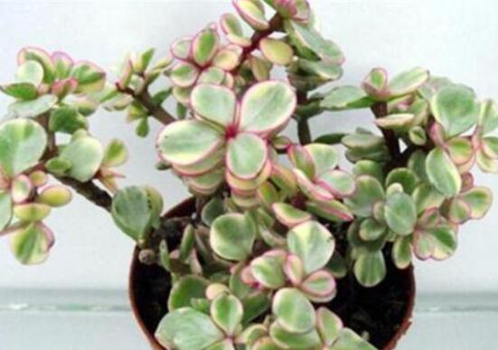 雅樂之舞如何變粉，五個小妙招教你變得粉紅