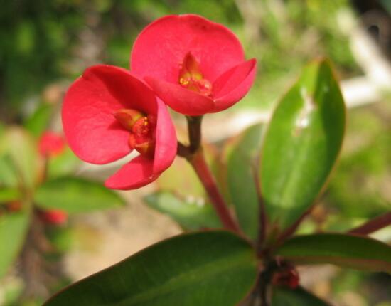 虎刺梅扦插方法，教你五個步驟扦插爆盆