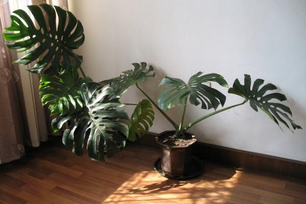 龜背竹什么時(shí)候開背，種植半年到一年時(shí)間自然開背