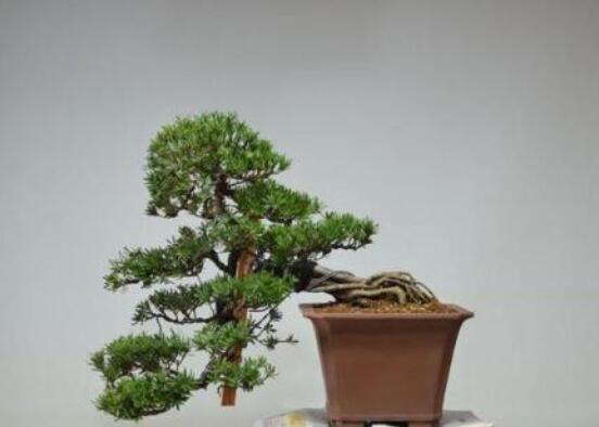 羅漢松盆景怎么養(yǎng)，老農(nóng)總結(jié)八大養(yǎng)殖方法