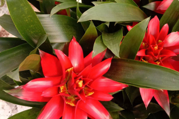 鴻運(yùn)當(dāng)頭有毒嗎