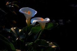 馬蹄蓮種植方法和時(shí)間，秋季播種最為適宜