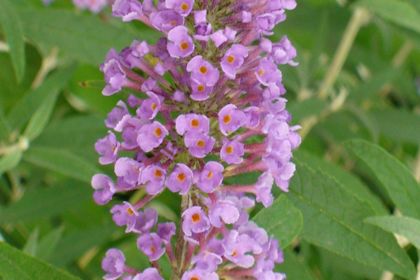 風(fēng)信子什么時候開花