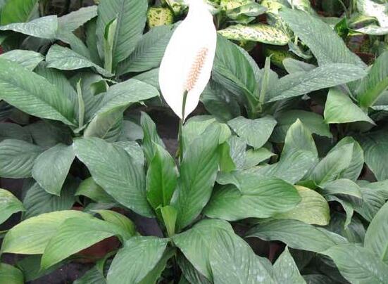 一帆風(fēng)順蔫了怎么補救，四種原因以及補救辦法