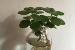 碰碰香可以水培嗎，可以水培并且日常管理更加簡單