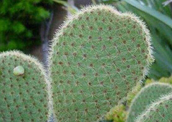 仙人掌變黃的原因是什么，四種原因以及解決方法