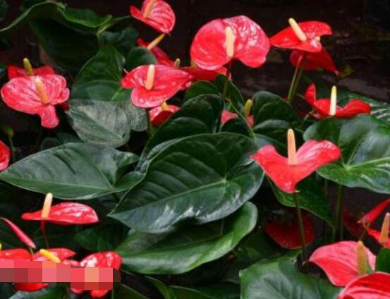 紅掌的作用有哪些，凈化空氣、陶冶情操、五行轉(zhuǎn)化