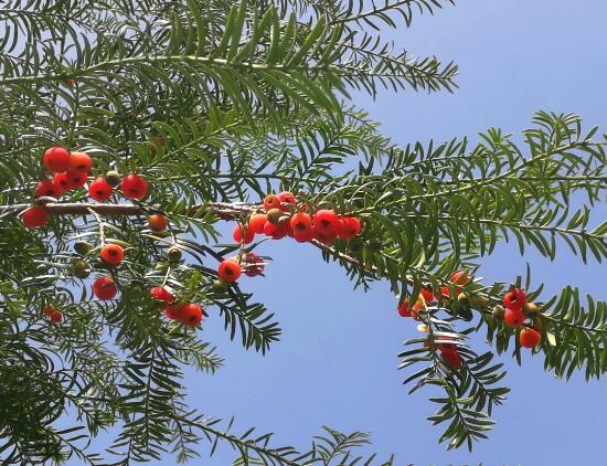 紅豆杉的養(yǎng)殖方法和注意事項(xiàng)，七大基本方法養(yǎng)殖郁郁蔥蔥