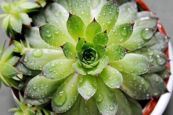 寶石花和觀音蓮的區(qū)別，詳細(xì)介紹葉子和花朵的不同