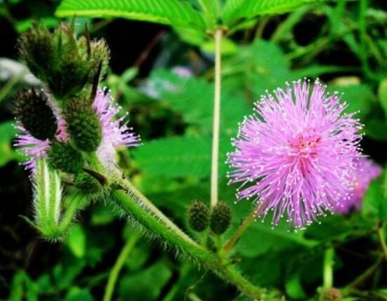 含羞草有什么功能，趣味性十足、預(yù)測(cè)天氣、凈化空氣