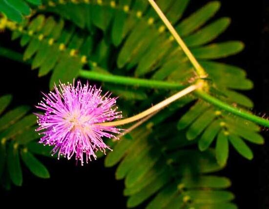 養(yǎng)含羞草對人體有害嗎，含有輕微的毒性/無害(放心養(yǎng)殖)