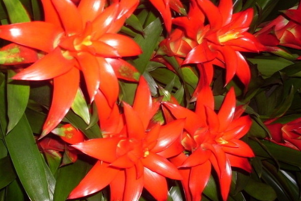 鴻運(yùn)當(dāng)頭無根能活嗎