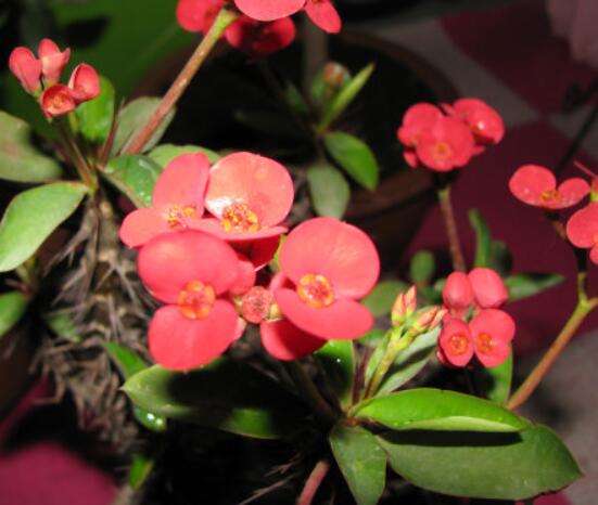 虎刺梅怎么扦插，擇10厘米健壯枝條/做好消毒處理