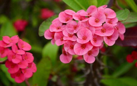 虎刺梅能放臥室嗎，不適合放置的4種原因