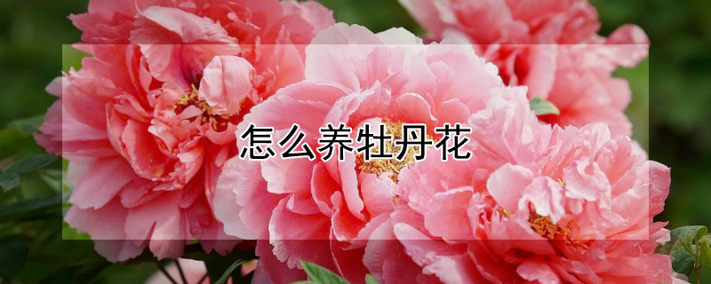 怎么養(yǎng)牡丹花