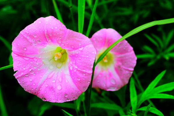 牽?；ǖ酿B(yǎng)殖方法和注意事項(xiàng)