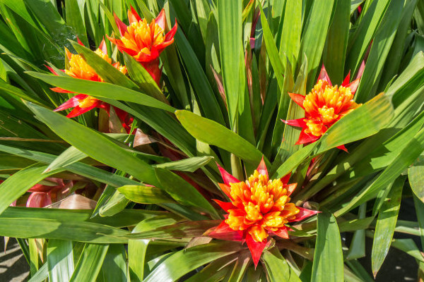 鴻運(yùn)當(dāng)頭怎么養(yǎng)才紅