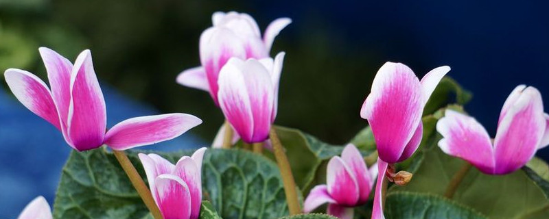 仙客來冬季的養(yǎng)殖方法和注意事項(xiàng)