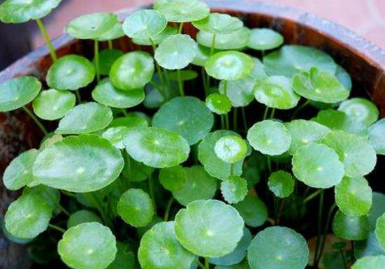 銅錢(qián)草的養(yǎng)殖方法和注意事項(xiàng)，老農(nóng)總結(jié)八大基本方法