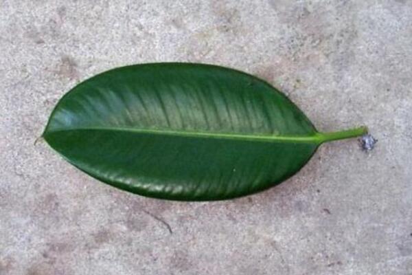 橡皮樹葉子怎么扦插，只需要簡單的幾步即可完成