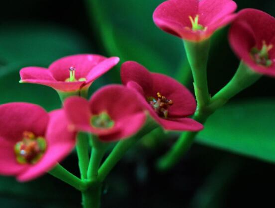 虎刺梅擺放風(fēng)水，陽(yáng)臺(tái)與庭院風(fēng)水寓意最好(避兇化煞)