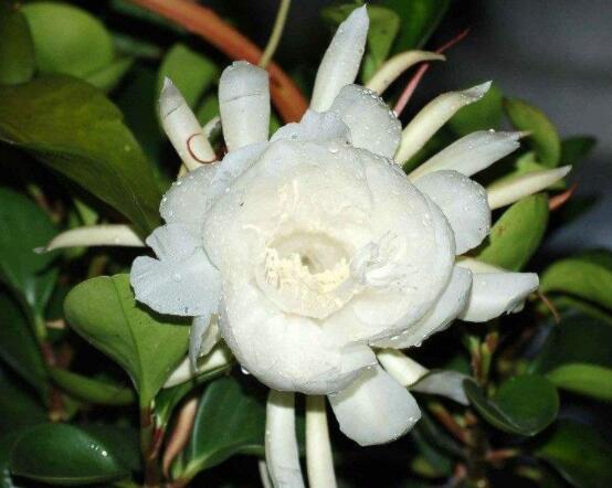 曇花什么時(shí)候葉插，以春季為主/擇兩年生健康老葉