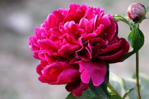 春季種植芍藥好活嗎