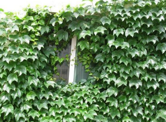 常春藤掉葉子怎么辦，四種原因以及解決辦法