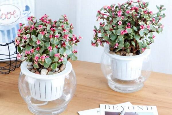 雅樂(lè)之舞可以水培嗎，水培日常管理更加方便