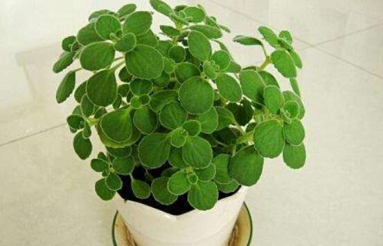 碰碰香放臥室可以嗎，可以/醒腦提神、凈化空氣、驅(qū)趕蚊蟲