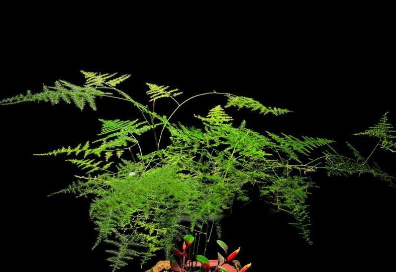 為什么家里不能養(yǎng)文竹，這是不科學的理論