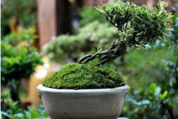 六月雪用什么盆好，青釉最好、紫砂備選