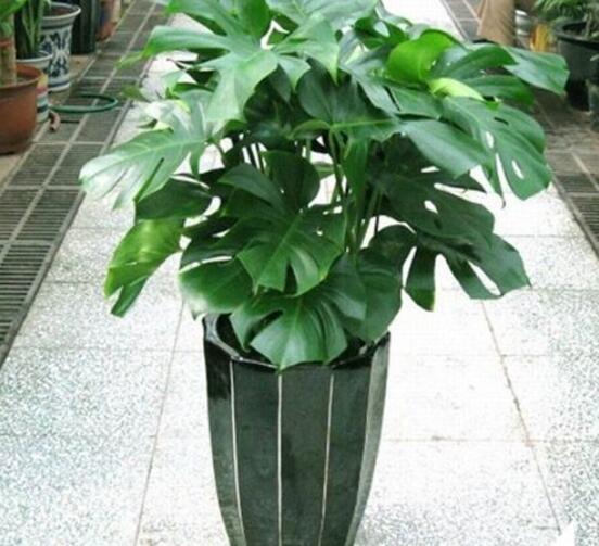 龜背竹用深盆還是淺盆，透氣性強深盆為主(陶盆/紫砂盆/泥瓦盆)