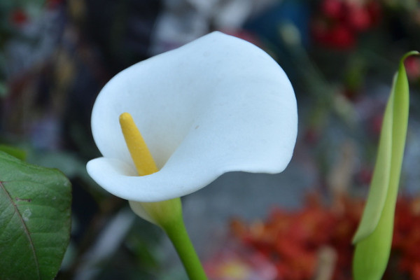 馬蹄蓮不開(kāi)花的原因