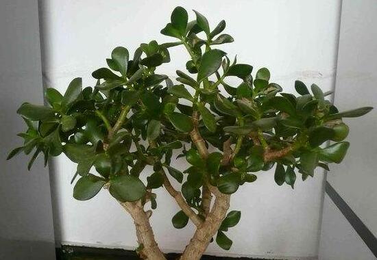 燕子掌的修剪方法，保留主枝反復(fù)摘心(春秋生長期)