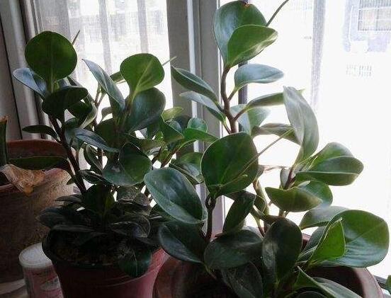 碧玉花有毒嗎，碧玉花可以養(yǎng)在室內(nèi)嗎